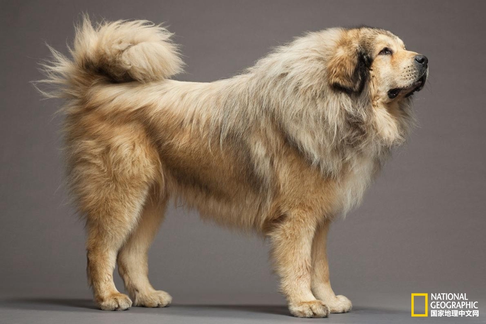 中华哈巴狗是怎么来的,最招人喜欢的哈巴狗是什么品种