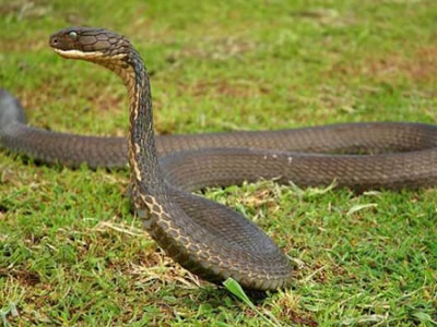 全球十大有毒动物排行榜,在野外要小心什么有毒的动物