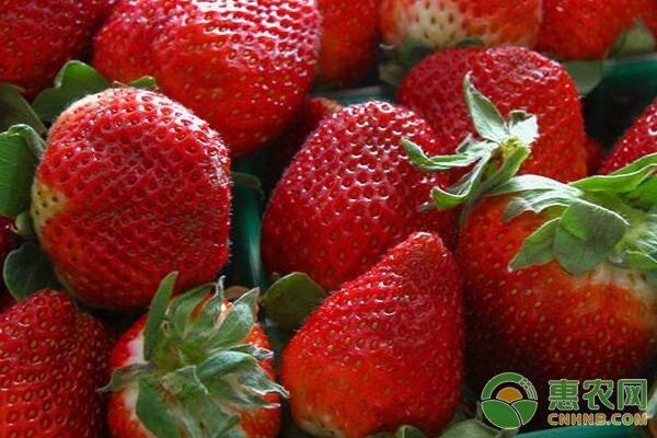 草莓冰糖葫芦卖多少钱一串,草莓冰糖葫芦成本价