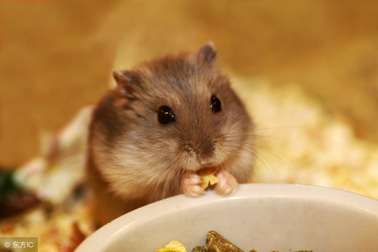 为什么卖仓鼠的可以给仓鼠合笼,为什么宠物店里的仓鼠可以合笼