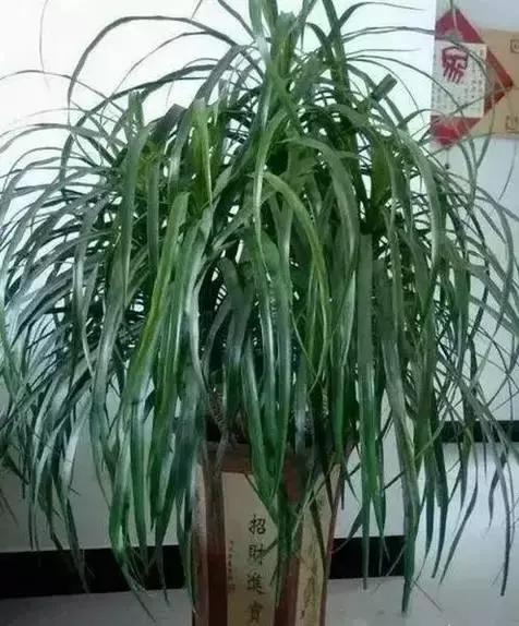 家养绿植花卉施什么肥,花卉绿植养殖方法测评