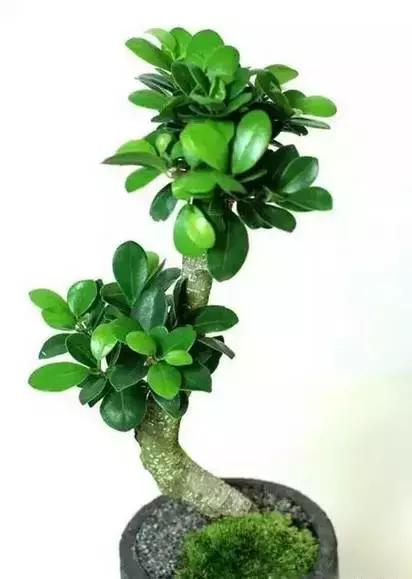 家养绿植花卉施什么肥,花卉绿植养殖方法测评