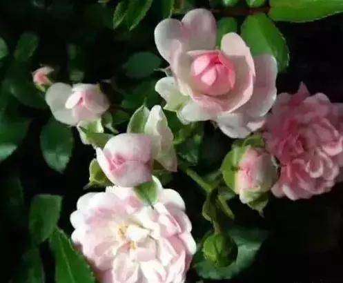 家养绿植花卉施什么肥,花卉绿植养殖方法测评