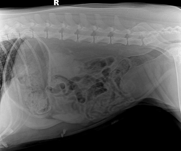 犬猫呕吐的鉴别诊断,犬猫呕吐的诊断和治疗