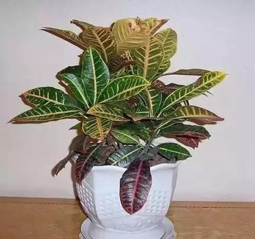 家养绿植花卉施什么肥,花卉绿植养殖方法测评