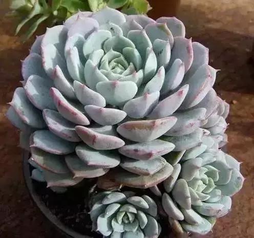 家养绿植花卉施什么肥,花卉绿植养殖方法测评