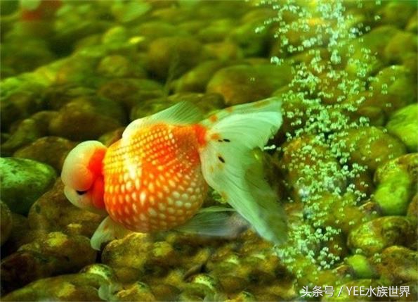 金鱼水质要求有哪些,金鱼对水质要求