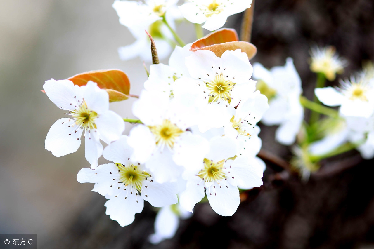 优美的带花的诗句,超惊艳的带花诗句
