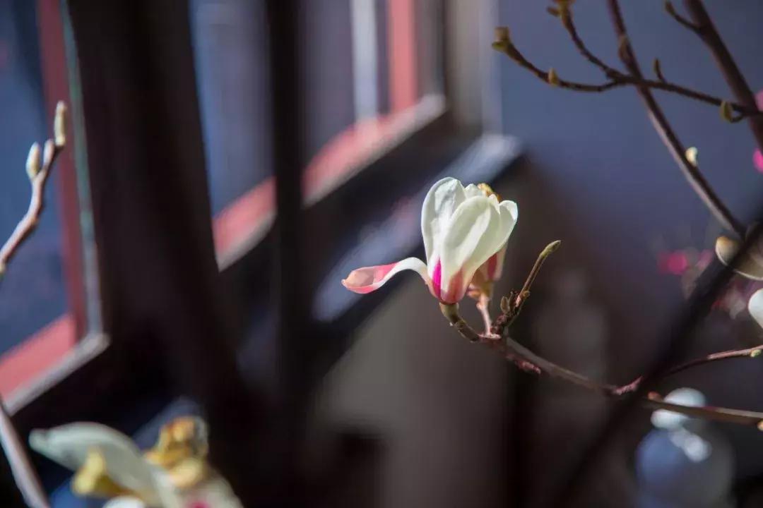 春日吟春风诗句,春天杏花开的唯美诗句