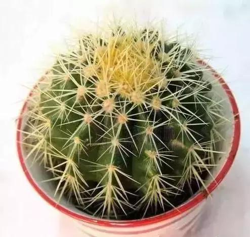 家养绿植花卉施什么肥,花卉绿植养殖方法测评