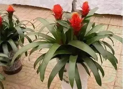 家养绿植花卉施什么肥,花卉绿植养殖方法测评