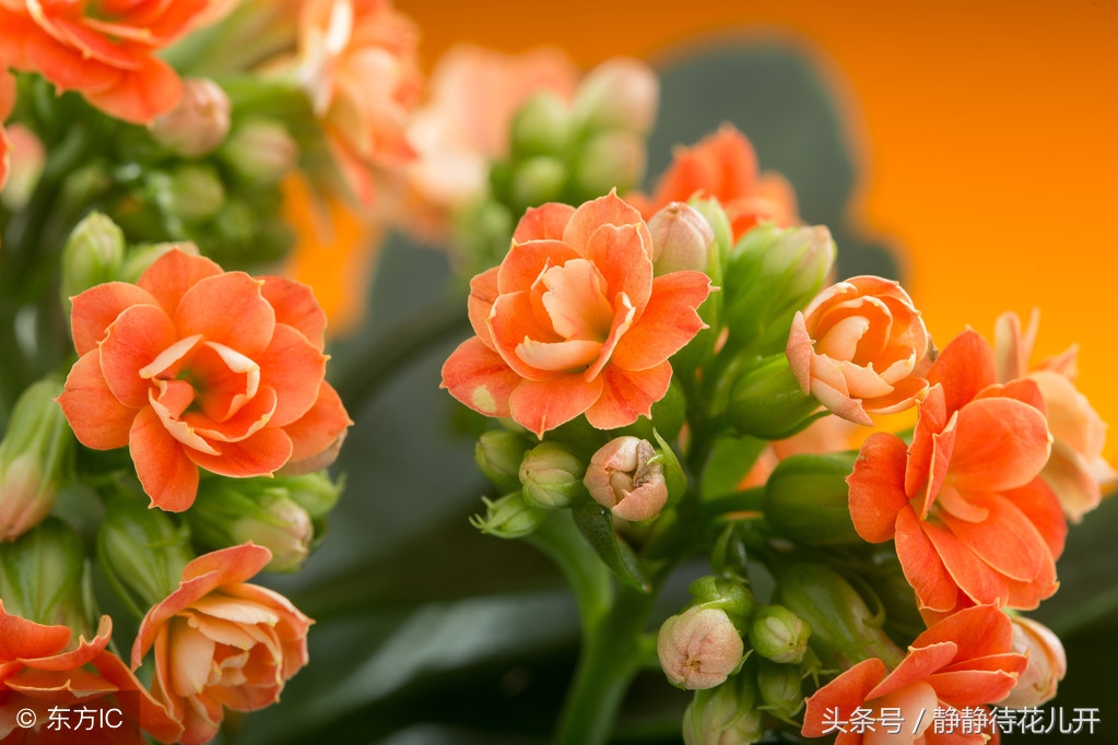 幸福人生格言座右铭励志,幸福励志短句