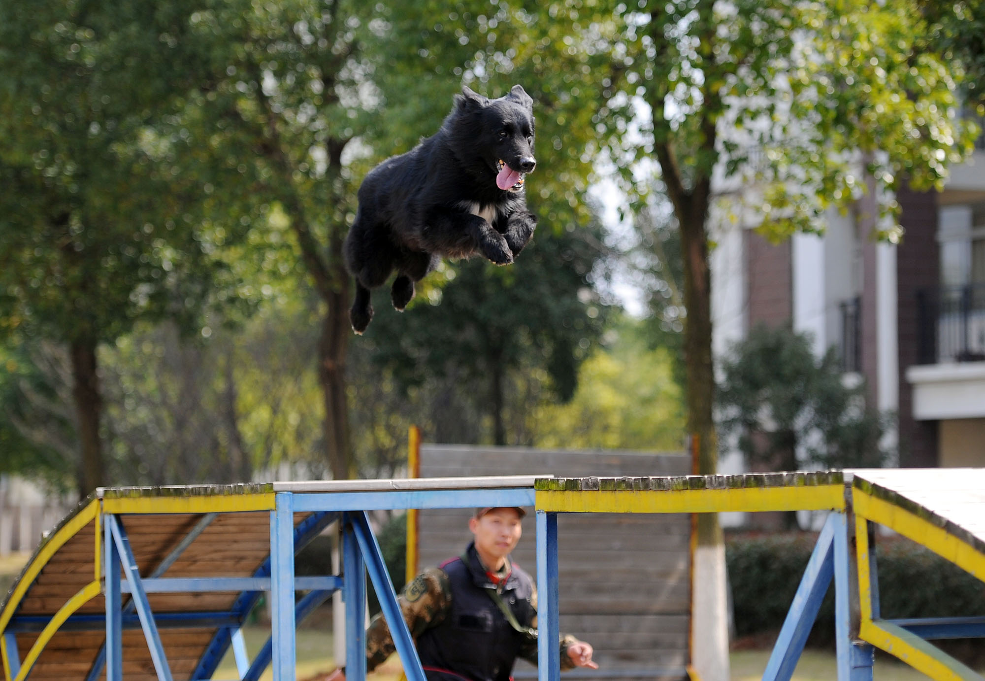搜救犬跳火圈完整视频,搜救犬在演练中发现幸存者的眼神
