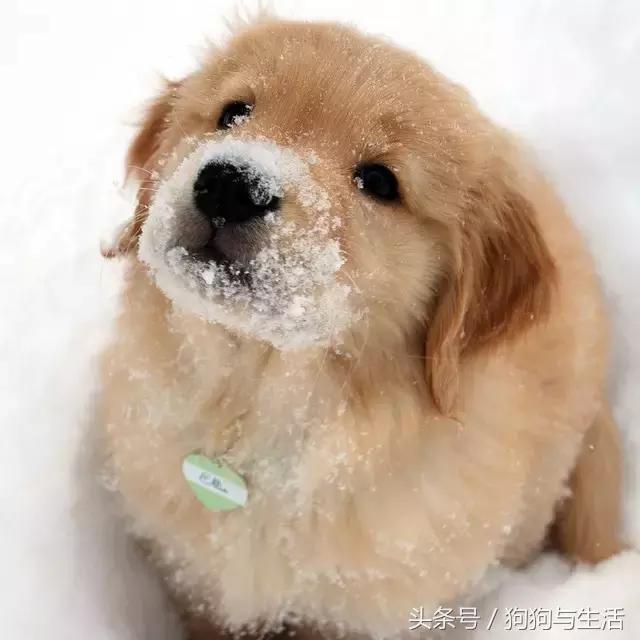 金毛寻回犬2015,金毛寻回犬介绍