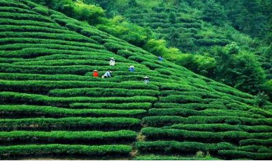 乌泷手作原生茶引领品牌,如何从终端消费者出发为投资项目增值？