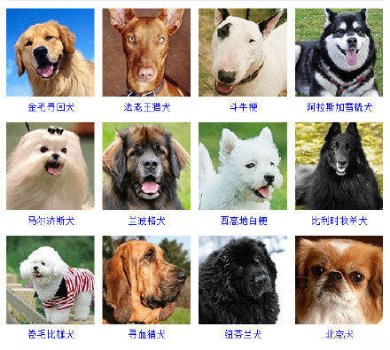 狗狗品种大全看看你认识几种,狗狗的所有类型品种大全介绍