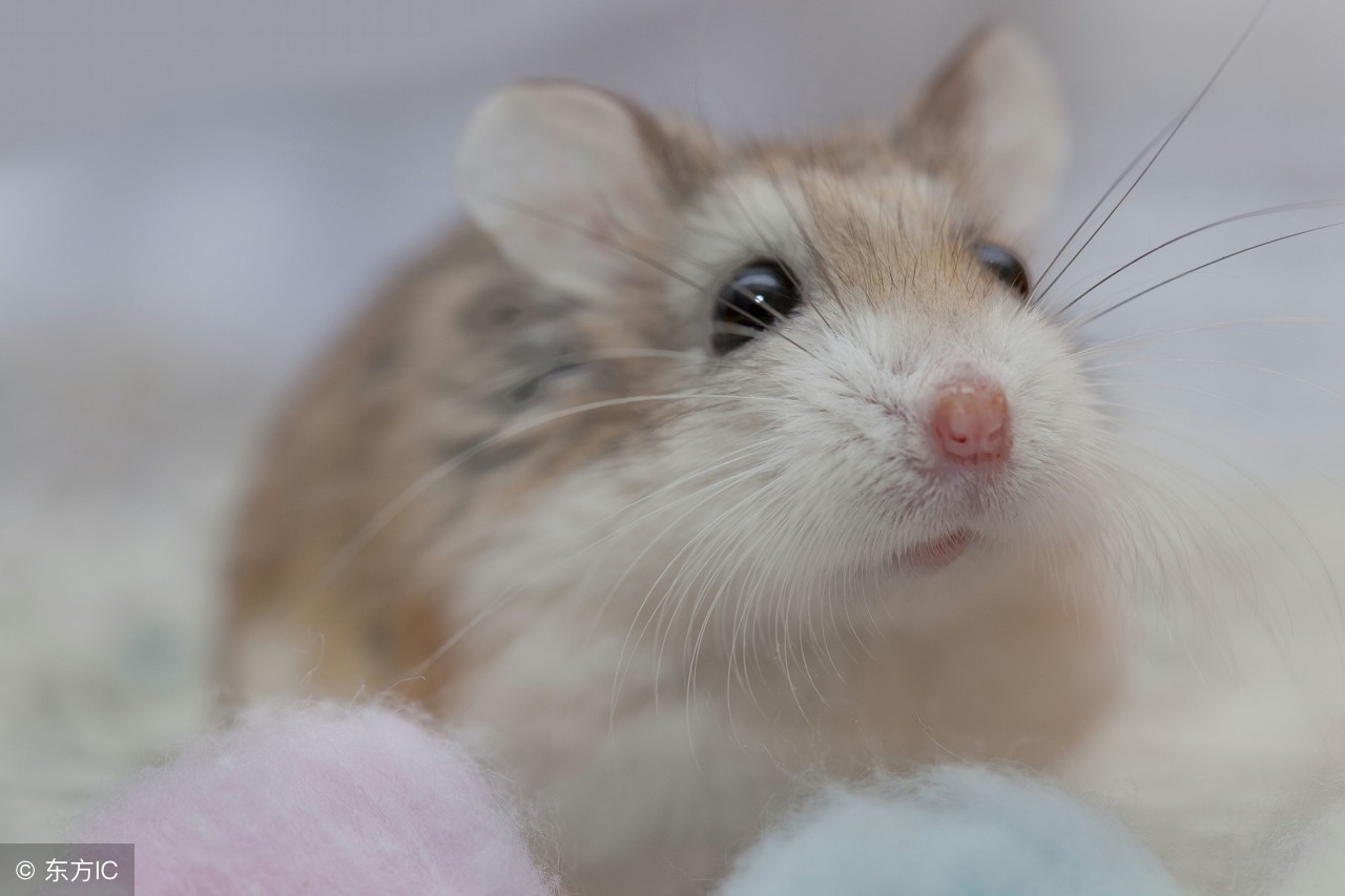 为什么卖仓鼠的可以给仓鼠合笼,为什么宠物店里的仓鼠可以合笼