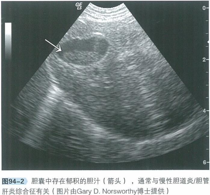 犬猫呕吐的鉴别诊断,犬猫呕吐的诊断和治疗