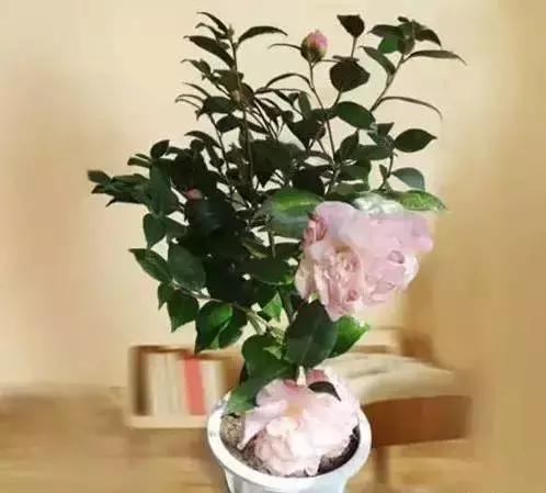 家养绿植花卉施什么肥,花卉绿植养殖方法测评