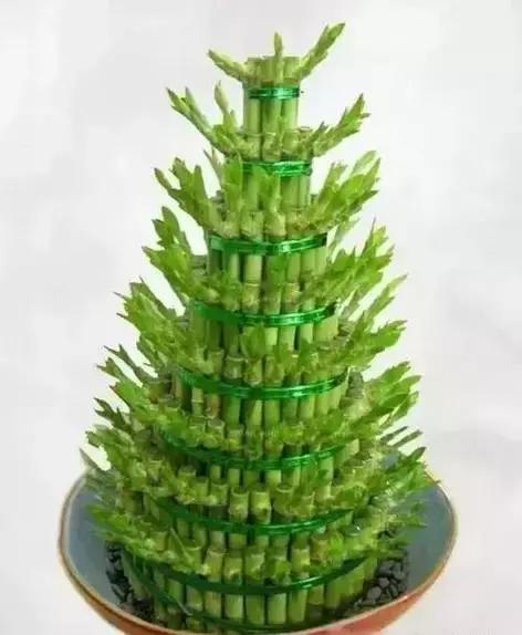 家养绿植花卉施什么肥,花卉绿植养殖方法测评