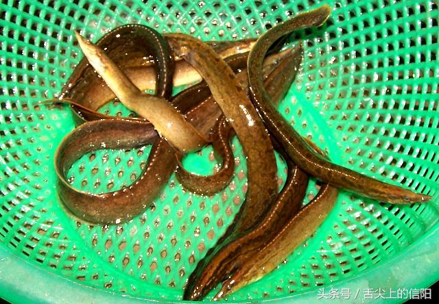 这两种“带刀侍卫”的河鲜，微毒却很美味，一种已很难吃到嘴！