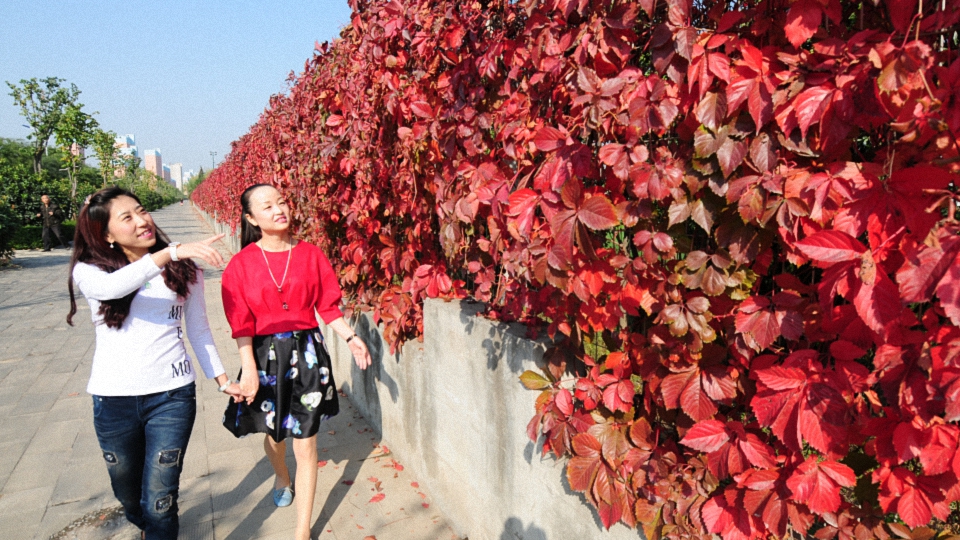 爬山虎是通过什么根来攀援的,葡萄和爬山虎的攀援方式是什么