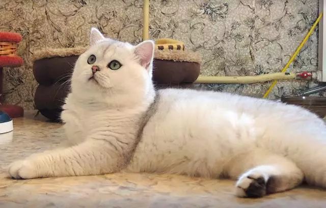 三种颜色的猫是什么品种,怎么区分猫的品种