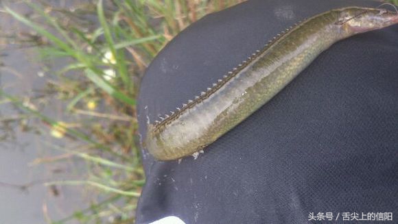 这两种“带刀侍卫”的河鲜，微毒却很美味，一种已很难吃到嘴！