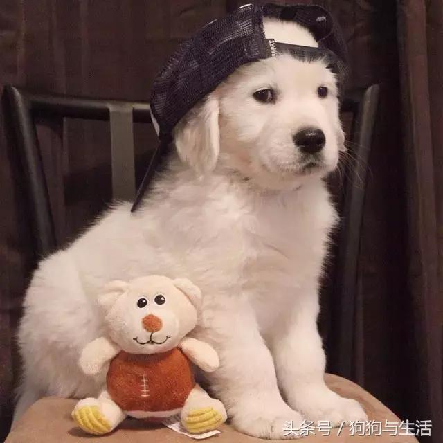 金毛寻回犬2015,金毛寻回犬介绍