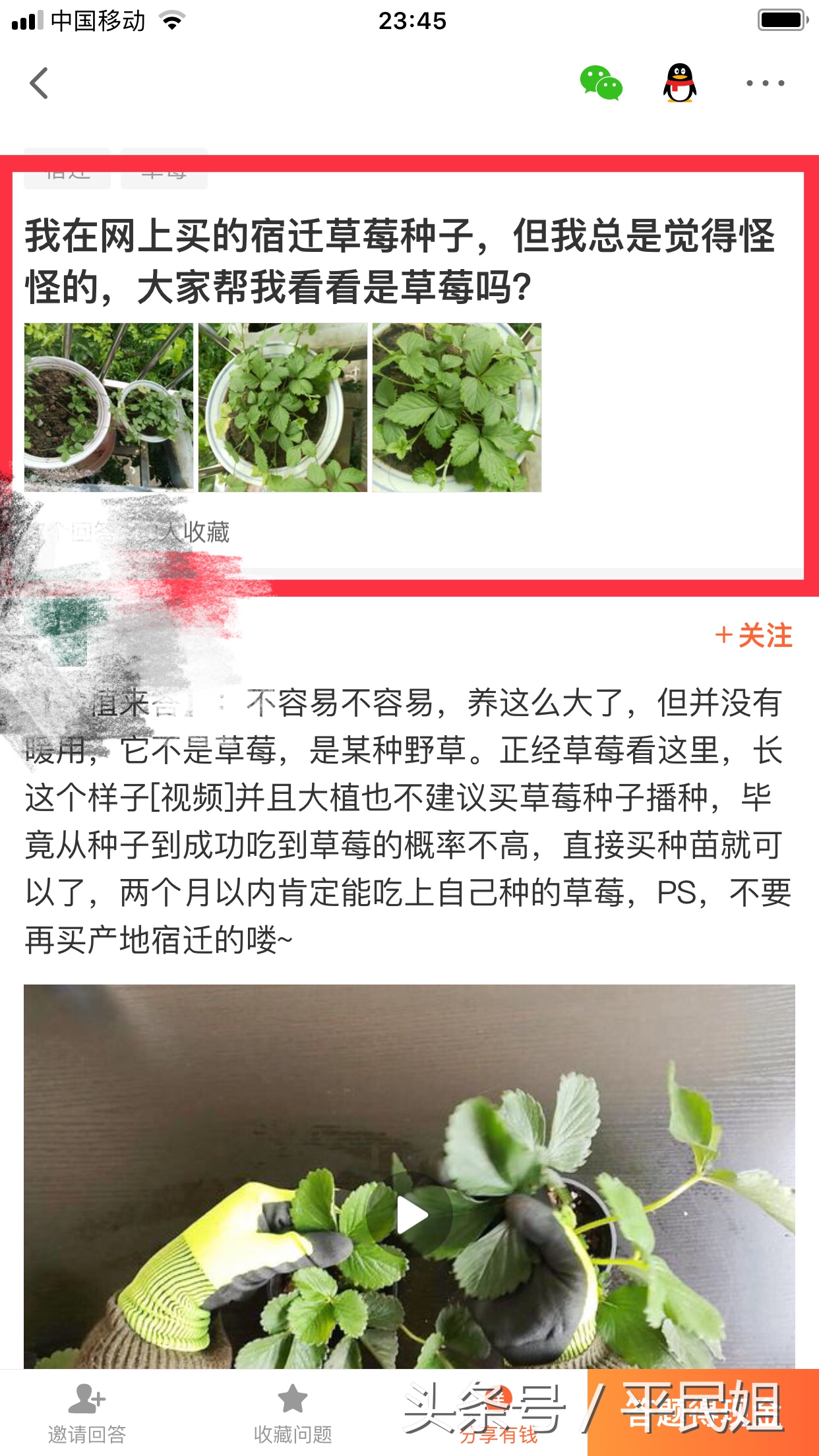 平民姐阳台种草莓,39假种子坑人种下草莓收获杂草你中招了吗