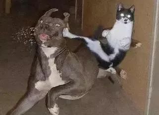 广东人会说不会写的315个粤语字,90%老广都不会写的粤语生僻字