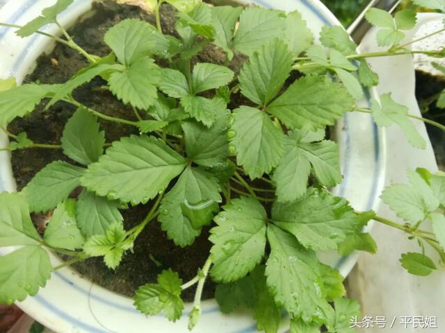 平民姐阳台种草莓,39假种子坑人种下草莓收获杂草你中招了吗