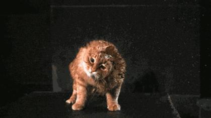 给猫咪体外驱虫的正确方法是什么,给猫咪体外驱虫的正确方法