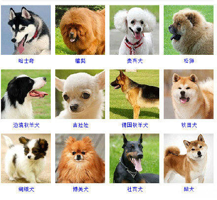 狗狗品种大全看看你认识几种,狗狗的所有类型品种大全介绍