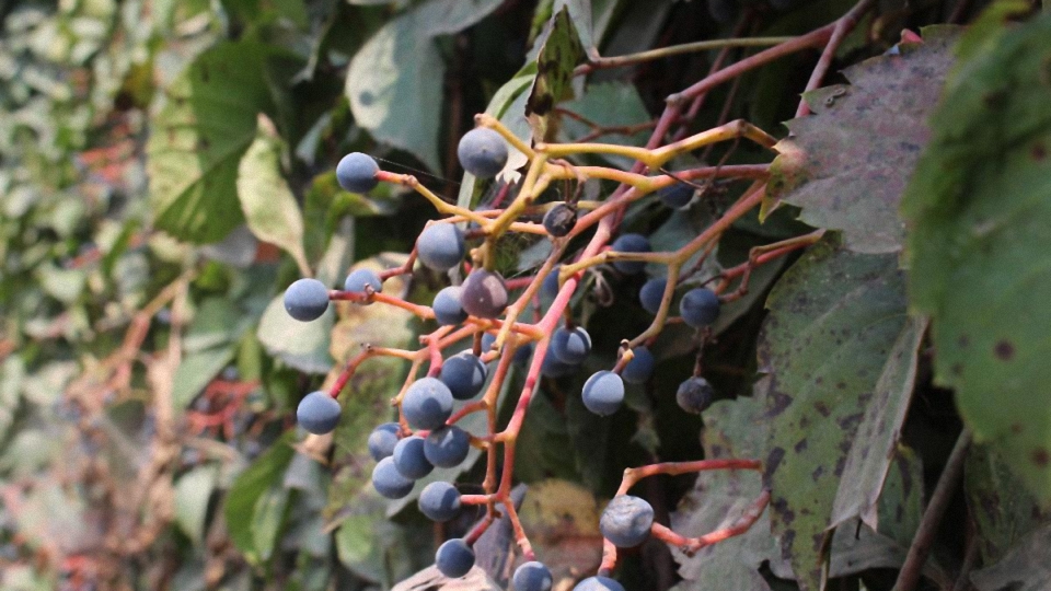 爬山虎是通过什么根来攀援的,葡萄和爬山虎的攀援方式是什么