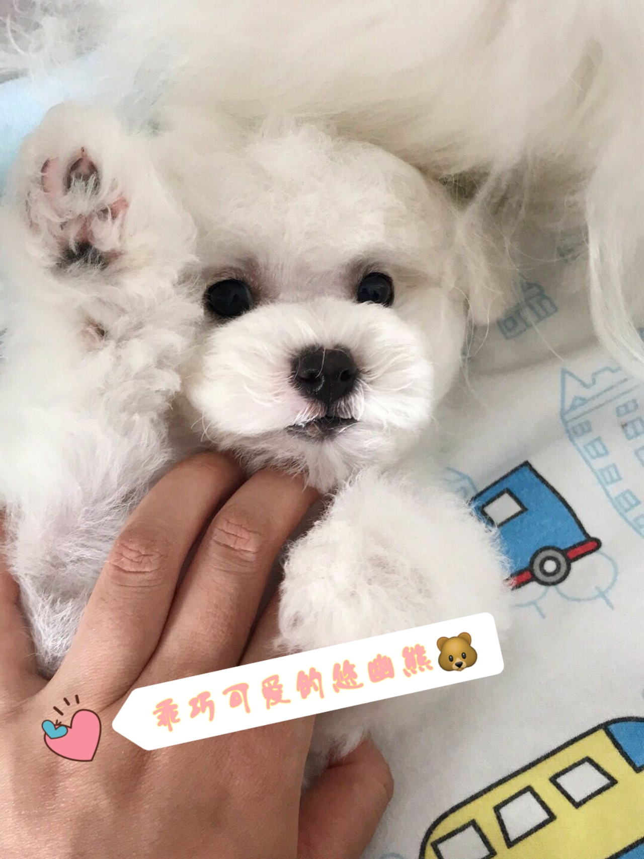 网上买狗不靠谱为啥还有人买,网上买狗需注意什么