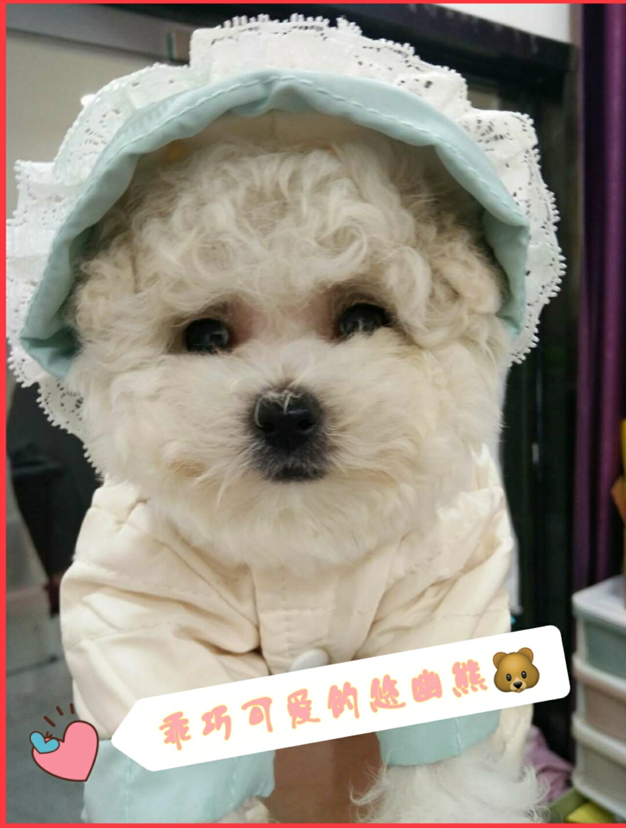 网上买狗不靠谱为啥还有人买,网上买狗需注意什么