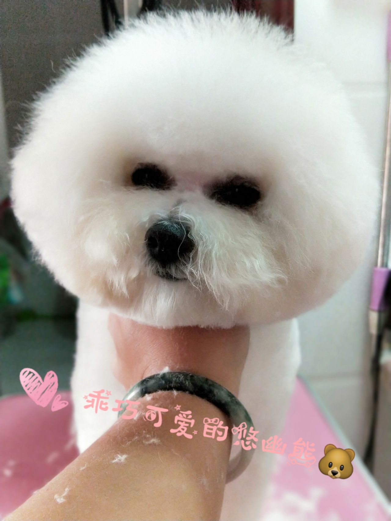 网上买狗不靠谱为啥还有人买,网上买狗需注意什么