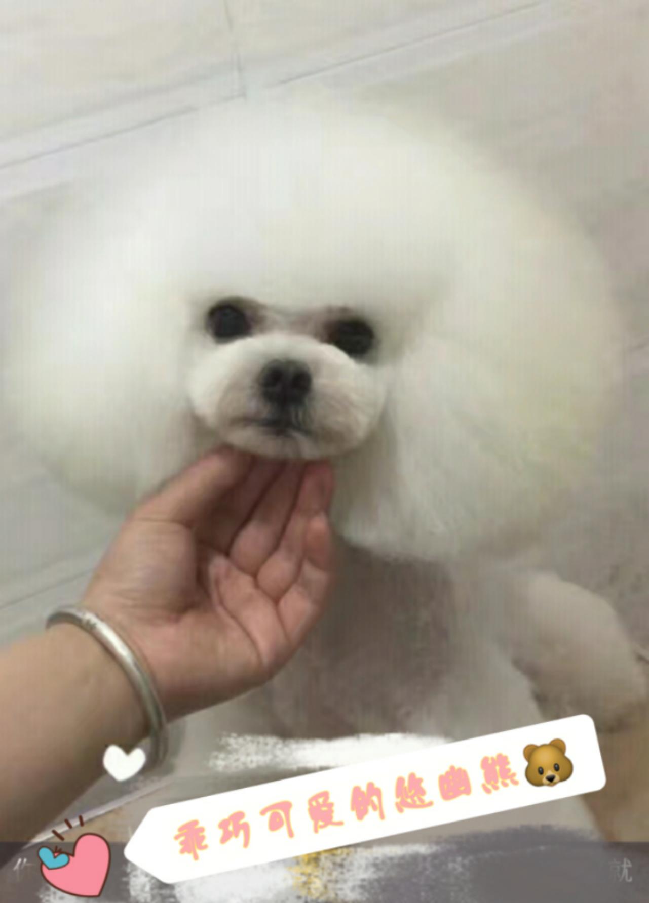 网上买狗不靠谱为啥还有人买,网上买狗需注意什么