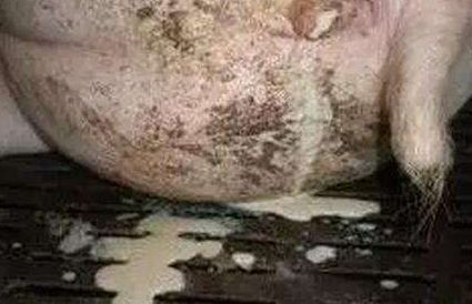 母猪产后恶露不尽高烧怎么办,母猪恶露不止