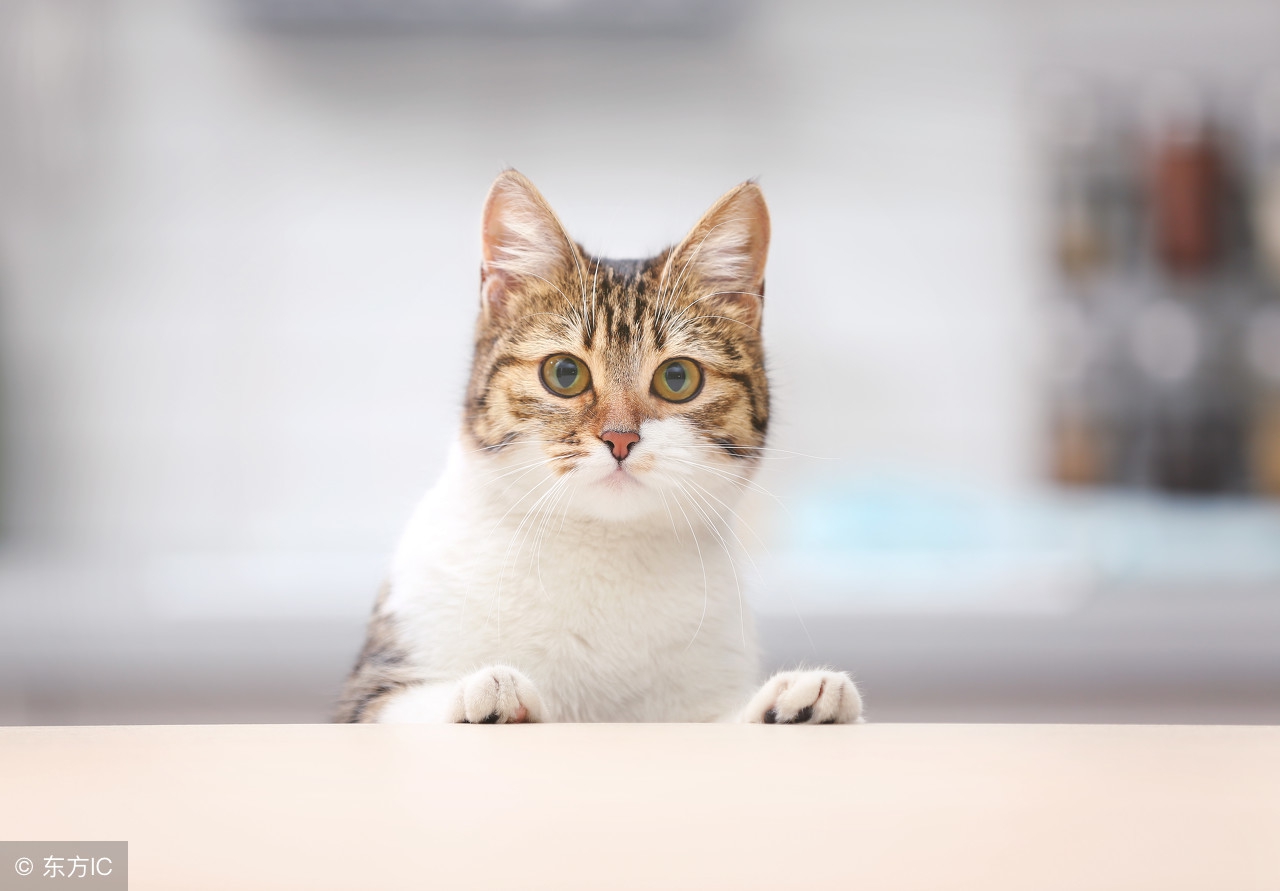 给猫咪体外驱虫的正确方法是什么,给猫咪体外驱虫的正确方法