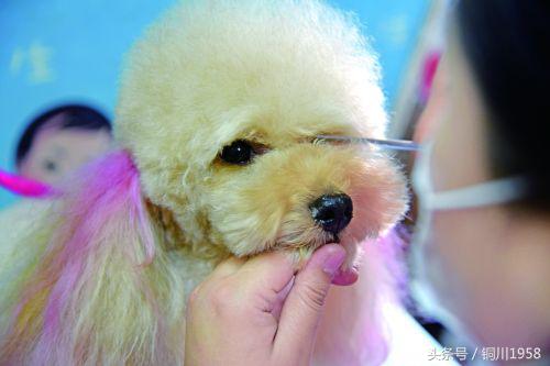 狗年春晚萌狗,新年新气象狗年旺旺旺