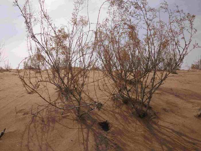 沙漠徒步攻略路线图片,沙漠徒步攻略排行