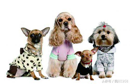 狗年春晚萌狗,新年新气象狗年旺旺旺