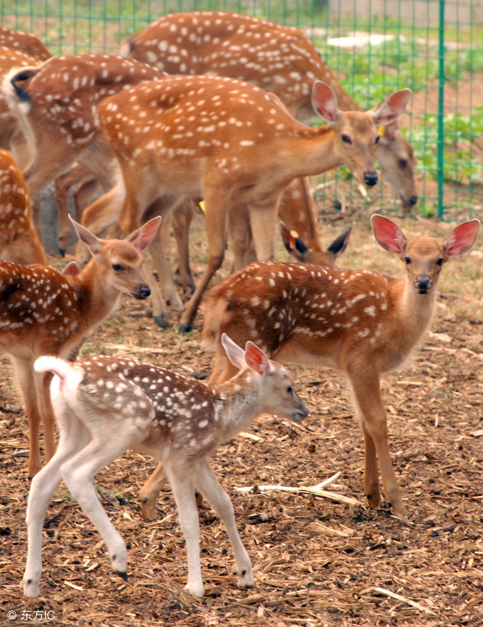 幼年鹿的饲养方法,鹿怎么全身是宝