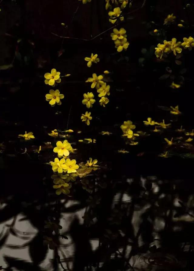 二十四节气惊蛰是哪一天,二十四节气惊蛰怎么画