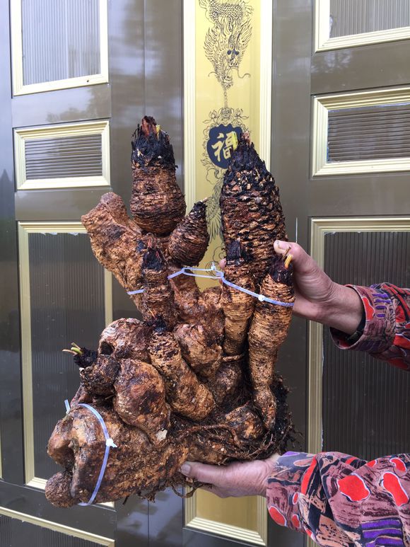 精品苏铁盆景图片,多头苏铁盆景图片大全欣赏