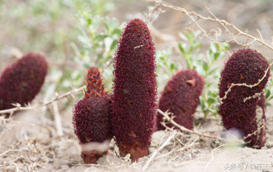 今年中药材普遍行情分析,未来药材走势行情