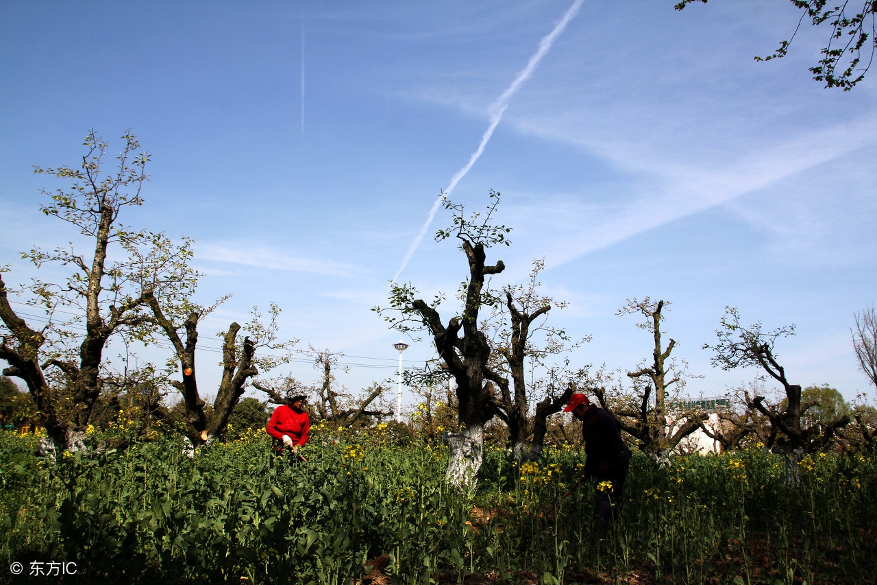 农业项目补贴去哪里申请,农业项目怎样才能拿到补贴