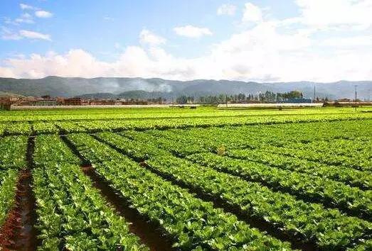 河南蔬菜种植时间表,全年蔬菜种植时间表